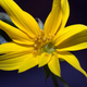 Illustration for article titled The First Space Flower Bloomed Decades Ago, Not This Week